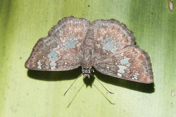 Xenophanes tryxus-6605