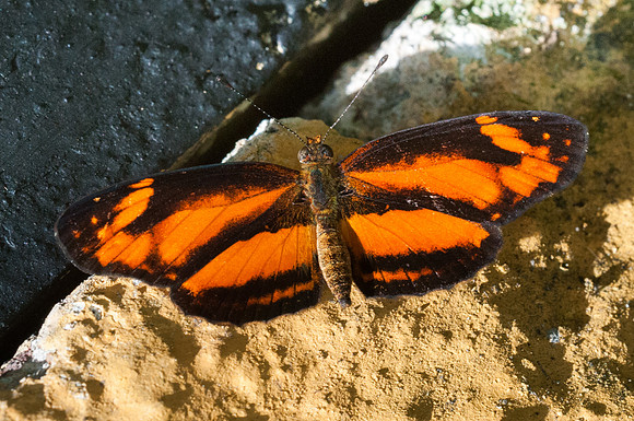 Castilia eranites ♂ - 6812 - Hacienda roble - mesa de los santos - 25/07/15