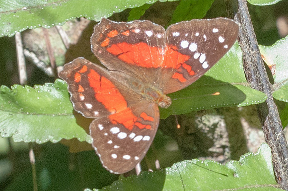 Anartia amathea-7615