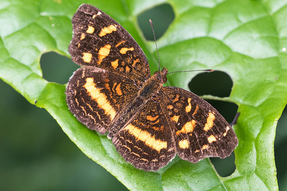Anthanassa drusilla drusilla-2261