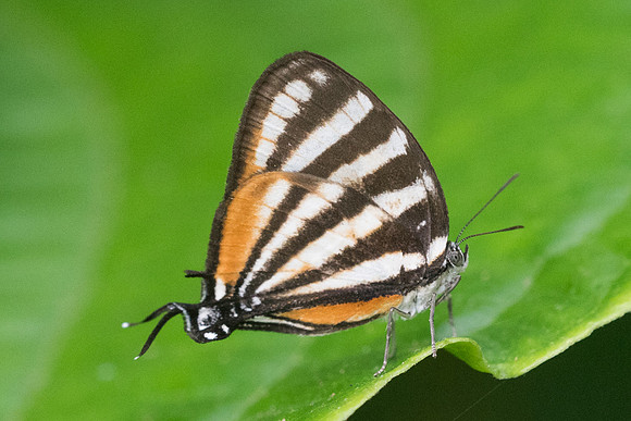 Arawacus lincoides-3329 -Bucaramanga - 17/05/19