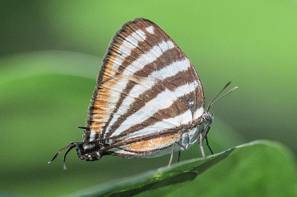 Arawacus lincoides-9586 - Bucaramanga - 31/07/15