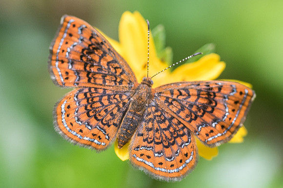 Calephelis laverna-3042 - Bucaramanga - 16/05/19
