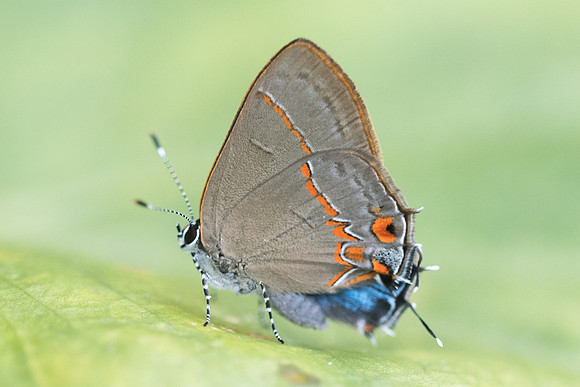 Calycopis isobeon-2204 - Mesa de los Santos - 15/05/19