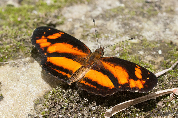 Castilia eranites-2