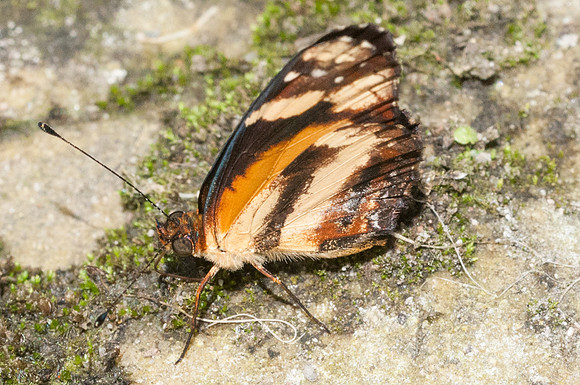 Castilia eranites-6726 Hacienda roble - mesa de los santos - 25/07/15