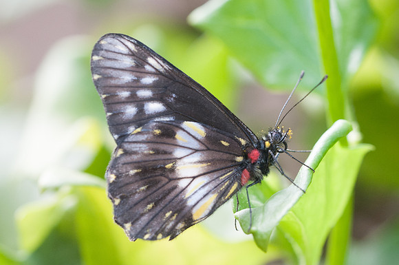 catasticta flisa-4348 - Villa de Leyba - 20/07/15