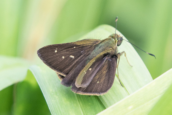 Cobalopsis miaba-7531