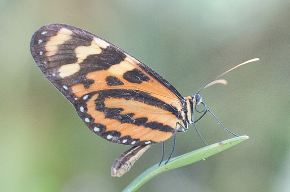 Mechanitis lysimnia-7680