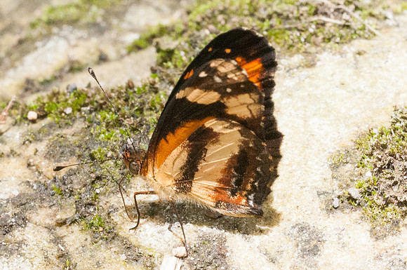 Castilia eranites-6707- Hacienda roble - mesa de los santos - 25/07/15