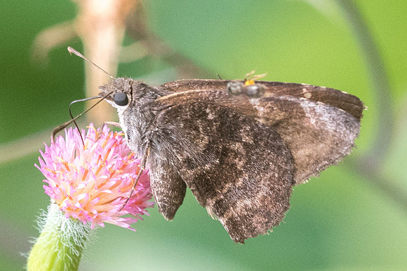 Cogia calchas-2732
