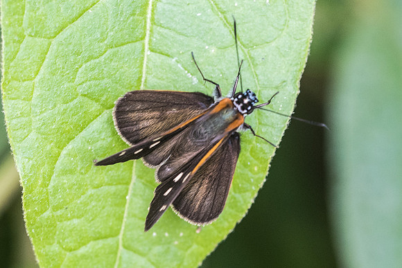 Vettius coryna-7474