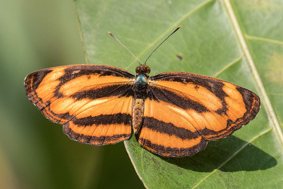 Pantoporia hordonia hordonia-3617 - Doi Suthep - 8/03/23