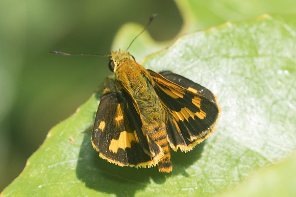 Potanthus confucius- 0544 - Doi- Suthep - 13/11/23
