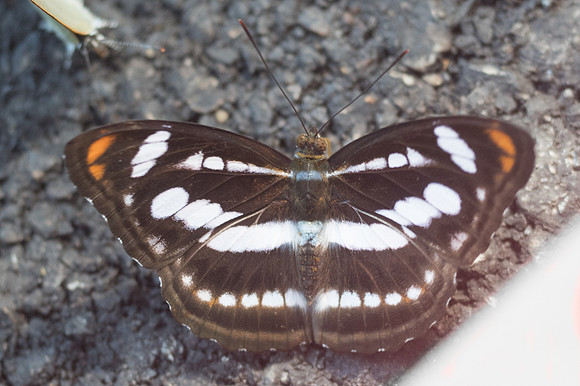 Athyma nefte-3077 - Chiang Dao - 15/11/23