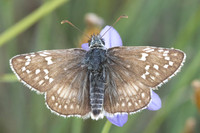 Pyrgus sidae-9275 - Puits de Rians - 6/06/25