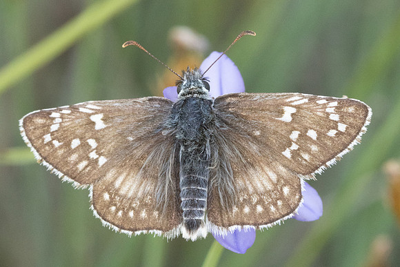 Pyrgus sidae-9275 - Puits de Rians - 6/06/25