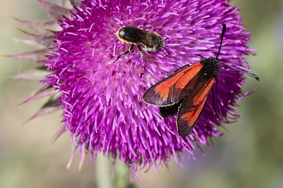 Zygaena-3108