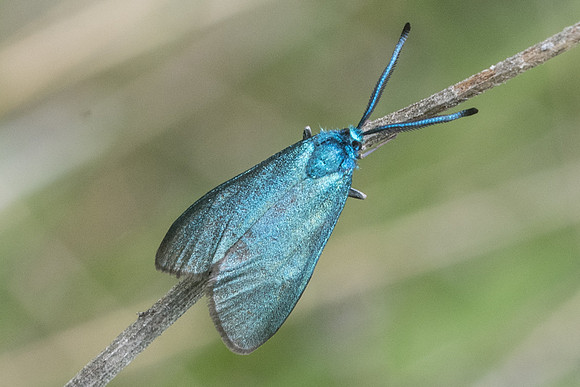 Adscita sp ♀-6976 - Cipières