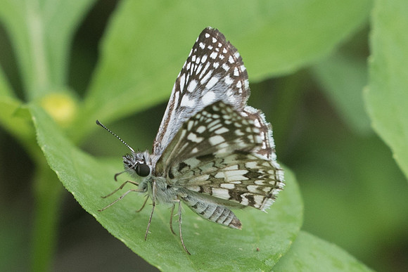 Pyrgus oileus-1218