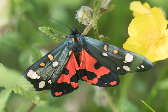 Callimorpha dominula-5317 - Launes (Beuil) - 7/07/21