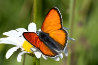 Lycaena hippothoe-0045