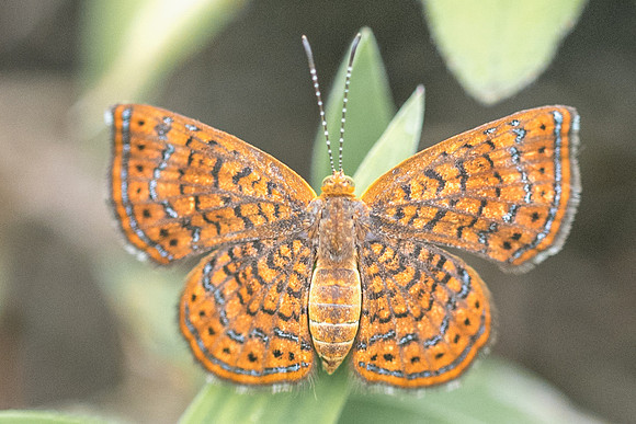 Calephelis sp-1452