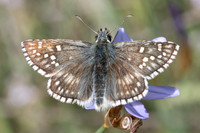 Pyrgus sidae-8514 - Puits de Rians - 3/06/25