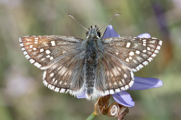Pyrgus sidae-8514 - Puits de Rians - 3/06/25