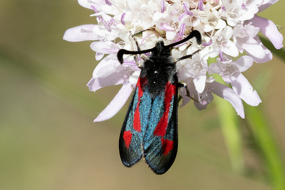 Zygaena sarpedon-7709 - St Mandrier sur mer - 1/06/25