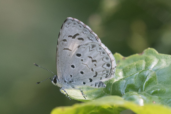 Acytolepis puspa gisca-9498 - Chiang Dao - 14/11/23