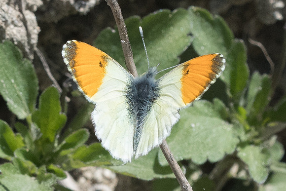 Anthocharis gruneri-7342 _ Granitis - 14/04/22