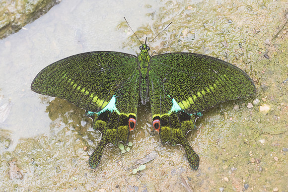 Papilio paris-5316- Chiang Dao  - 12/03/23