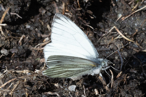 Pieris bryoniae ♂-2204 - Col de l'Izoard - 27/06/25