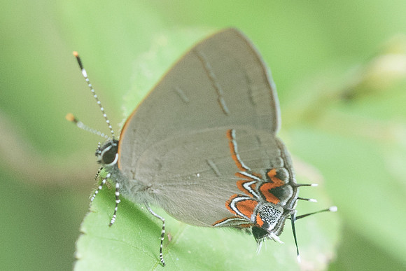 Calycopis sp-1298