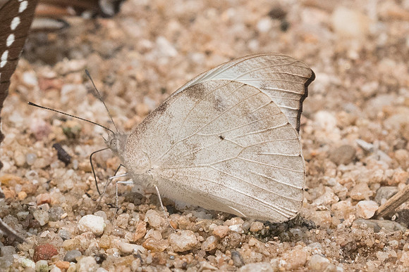 Appias lalassis-0846 - Chiang Dao  - 11/03/23