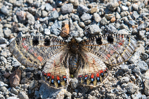 Archon apollinus ♀-5798 -Alexandroupoli - 12/04/22