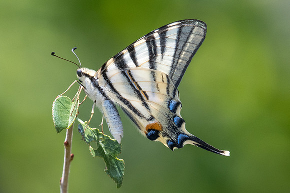 Iphiclides podalirius-4285 - Argentière la bessée - 20/07/22
