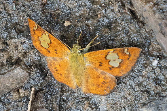 Pseudocoladenia fatua-0571 - Chiang Dao - 16/03/24