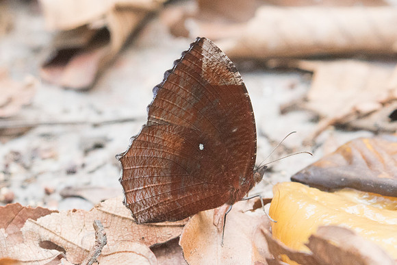 Elymnias hypermnestra tinctoria-6838 - Doi-Suthep - 10/03/23