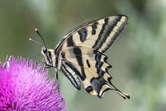 Papilio alexanor-2703 - Argentière la Bessée 3/07/21