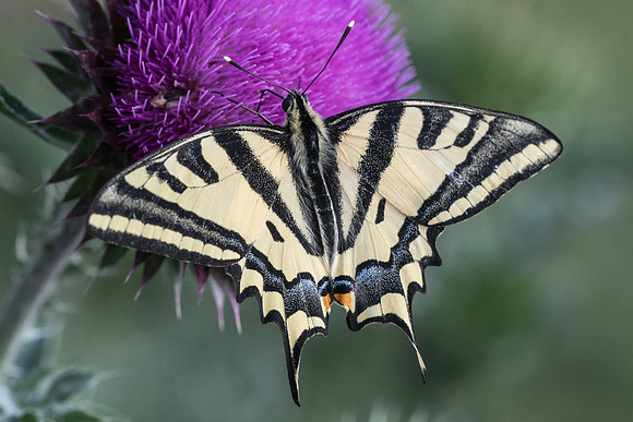 Papilio alexanor-0953 - Argentière la Bessée - 30/06/21