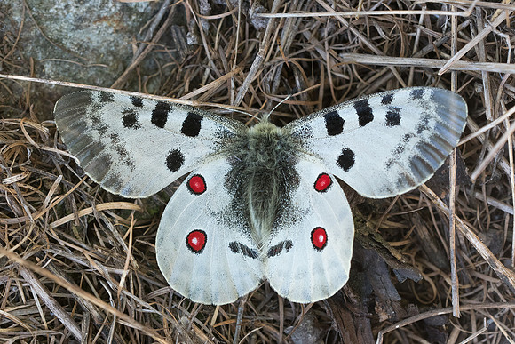 Parnassius apollo-8052 - Isola 2000 - 29/06/21