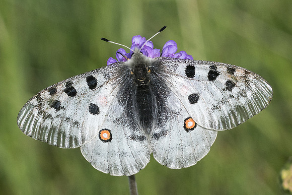 Parnassius apollo-8209 - Isola 2000 - 29/06/21