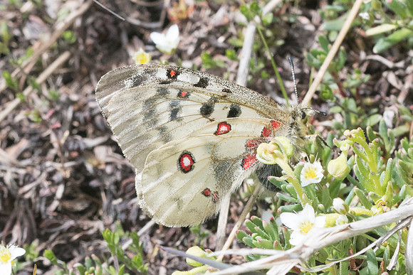 Parnassius sacerdos-0682 - Cervières - 1966m - 30/06/21
