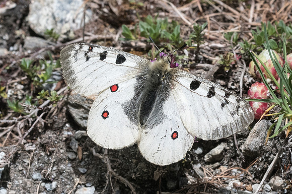 Parnassius sacerdos-0711 - Cervières - 1966m - 30/06/21