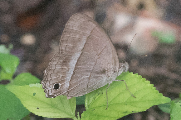Cissia similis-1038