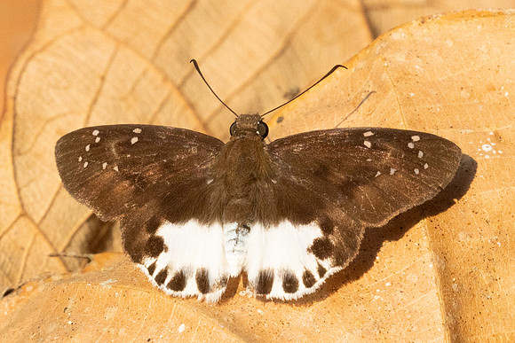 Tagiades vajuna vajuna-2151 - Chiang Dao - 18/03/24