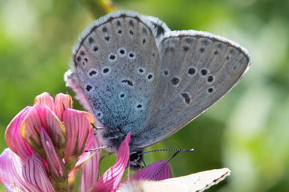 Maculinea alcon-7480 - Termignon - 15/07/22