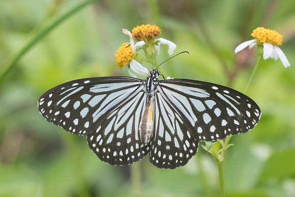 Parantica aglea melanoides -7939 - Koh Samui - 16/03/23